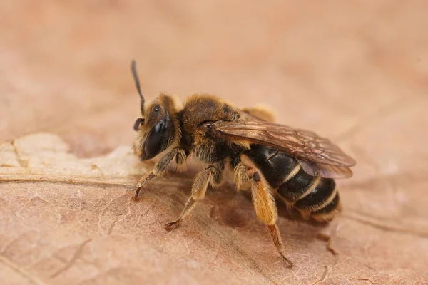 Szczegółowe Zbliżenie Samicę Małogórniczej Pszczoły Andrena Ovatula Siedzącą Suchym Liściu — Zdjęcie stockowe