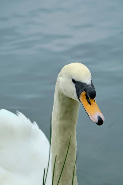 一个在池塘里游泳的白天鹅的垂直画像 — 图库照片