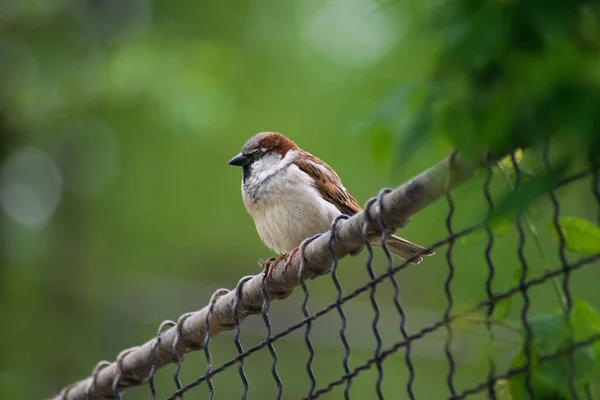 Sebuah Tembakan Indah Dari Burung Pipit Sejati — Stok Foto