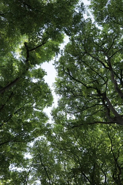 Topo Das Árvores Capturadas Baixo — Fotografia de Stock