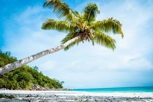 Palmera Playa Contra Cielo Azul Seychelles África Oriental — Foto de Stock