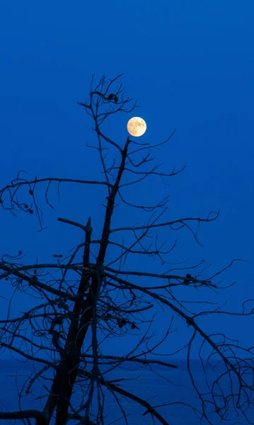 Lua Cheia Topo Uma Árvore Nua Noite — Fotografia de Stock