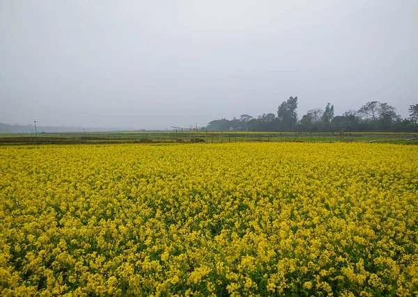 曇りの日に黄色い花が咲くマスタード畑 — ストック写真