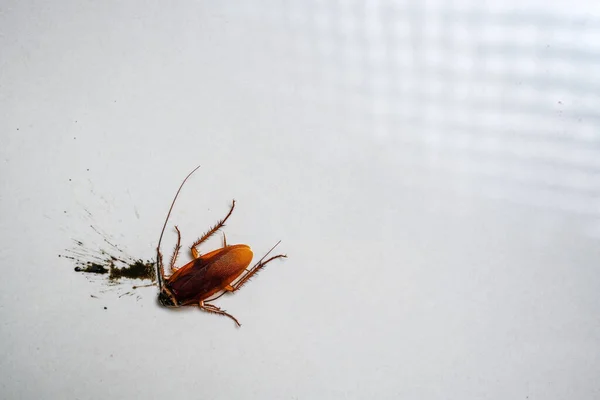 Ölü Bir Hamamböceğinin Yakın Plan Resmi — Stok fotoğraf