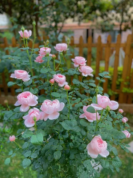Вертикальный Снимок Красивых Розовых Роз Кусте Саду Деревянными Заборами — стоковое фото