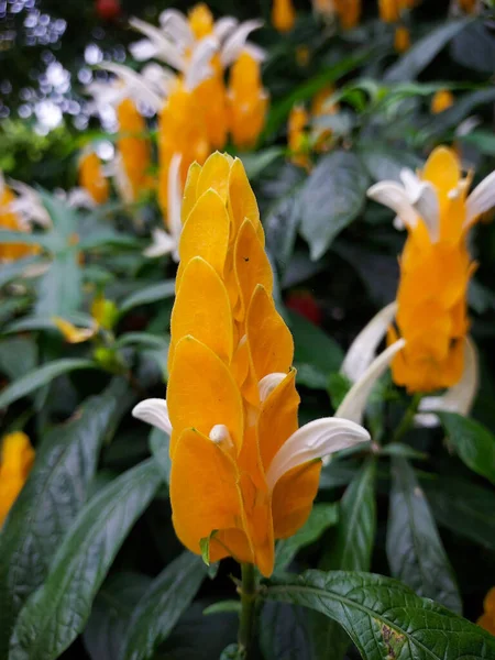 Gelbgoldene Garnelenpflanze Blüten Grüne Blätter — Stockfoto