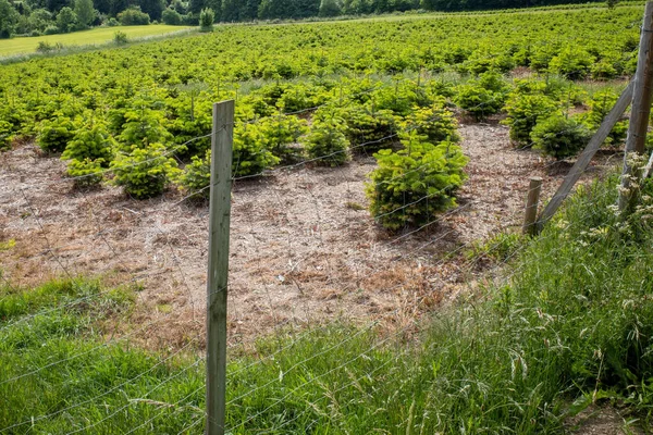 Una Vista Panorámica Árboles Siempreverdes Coníferas Floreciendo Una Zona Rural — Foto de Stock