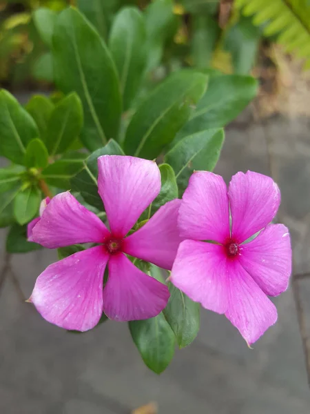 Vertical Closeup Purple Madagascar Periwinkle Flowers Growing Green Branch — Stock Photo, Image