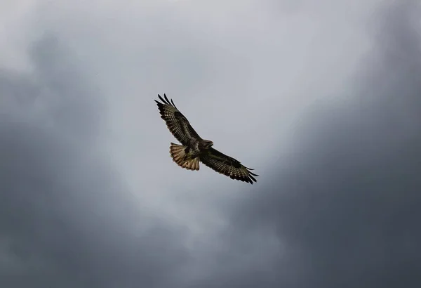 Een Lage Hoek Opname Van Een Gemeenschappelijk Buizerd Buteo Buteo — Stockfoto