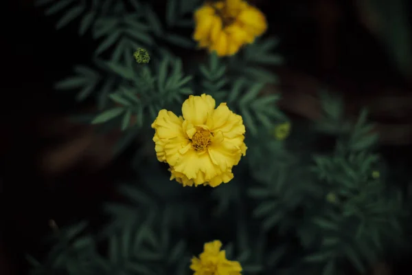 Мальовничий Вид Жовту Квітку Зеленим Листям Розмитому Тлі — стокове фото