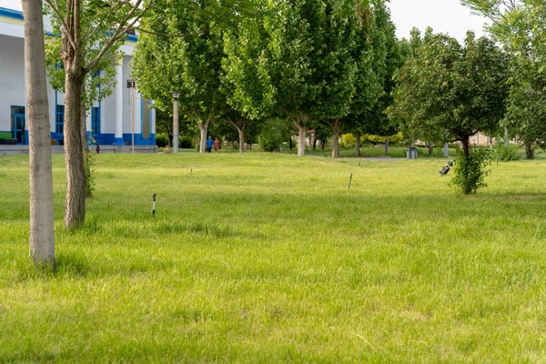 Schöne Aussicht Auf Einen Park Mit Grünen Bäumen Und Gras — Stockfoto