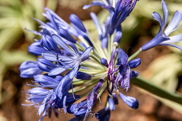 Primer Plano Flores Lirio Africano Azul Cultivadas Jardín Primavera — Foto de Stock