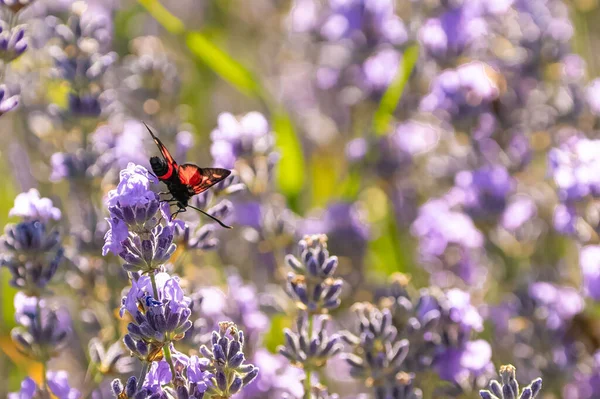 Six Spot Burnet Zygaena Filipendulae Beautiful Butterfly Eating Lavender Flowers — Stock Photo, Image