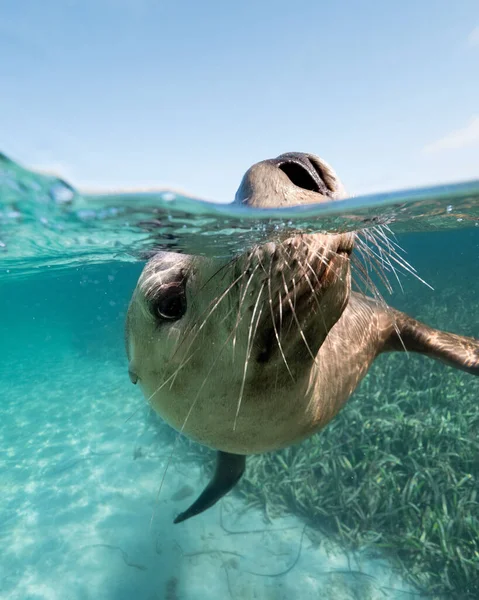 Gros Plan Vertical Une Otarie Nageant Dans Océan Nez Sorti — Photo