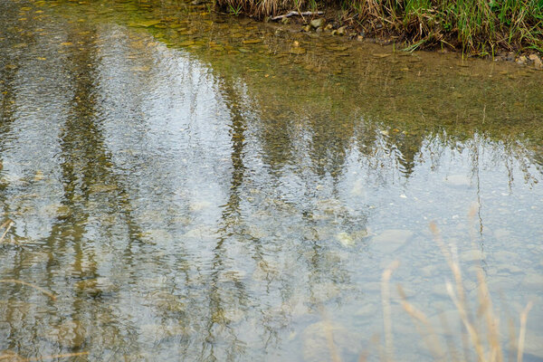 A beautiful shot of the reflection of trees on a river