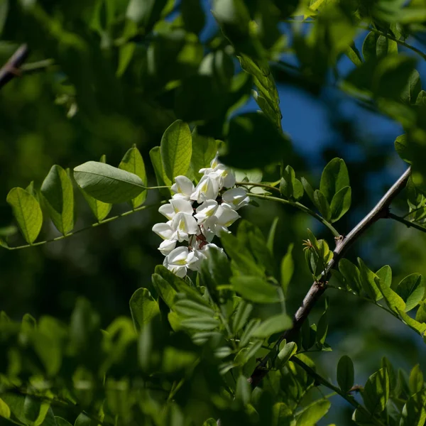 木の枝に白い花のクローズアップ — ストック写真