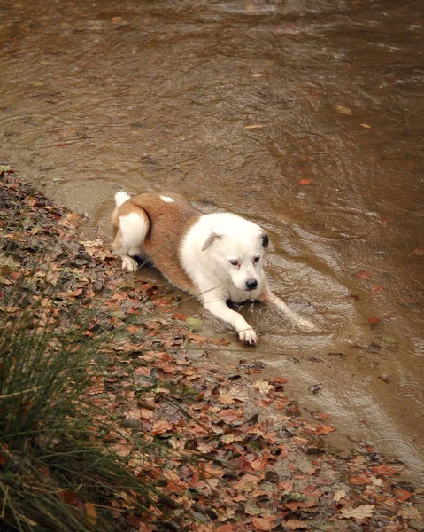 Een Schattige Bruine Witte Hond Rustend Aan Een Rivierrand Herfst — Stockfoto