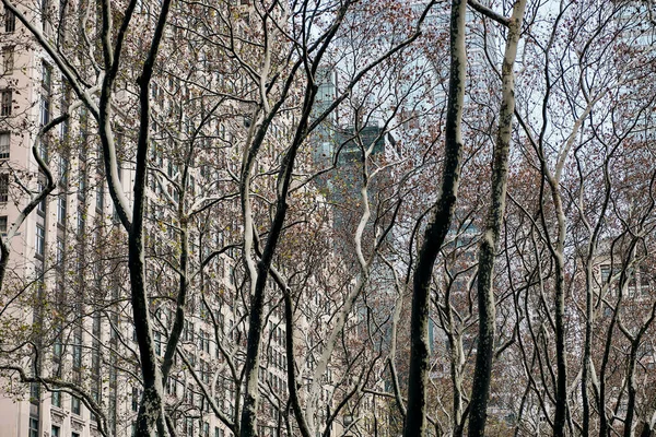 Les Arbres Sans Feuilles Contre Les Immeubles Modernes Bryant Park — Photo