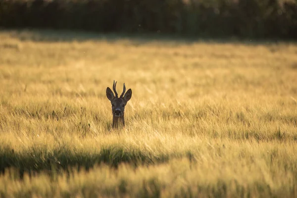 Nahaufnahme Eines Rehkopfes Auf Einem Feld — Stockfoto