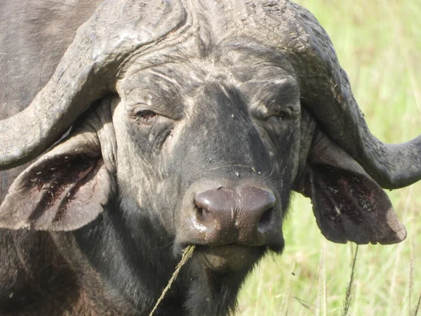 Een Close Shot Van Een Afrikaanse Buffel Met Gras Een — Stockfoto