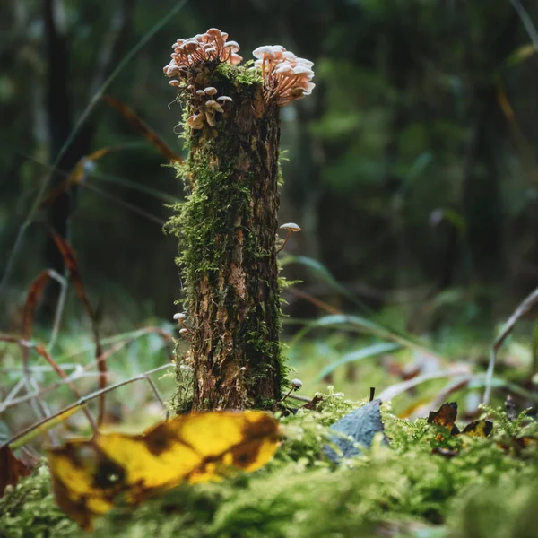 英国のウェンドーバーの森に小さなキノコとモッシーの木の小片のクローズアップショット — ストック写真