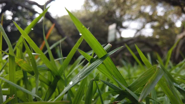 Eine Nahaufnahme Von Grünem Gras Mit Wassertropfen Auf Dem Feld — Stockfoto