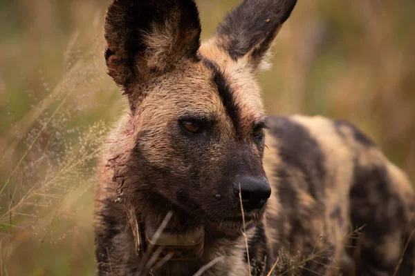 Nærbillede Den Afrikanske Vilde Hund Lycaon Pictus Langsomt Fokus - Stock-foto