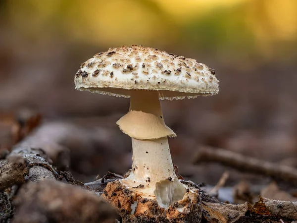 Ψεύτικο Νεκροκρέβατο Amanita Citrina Την Αυγή — Φωτογραφία Αρχείου