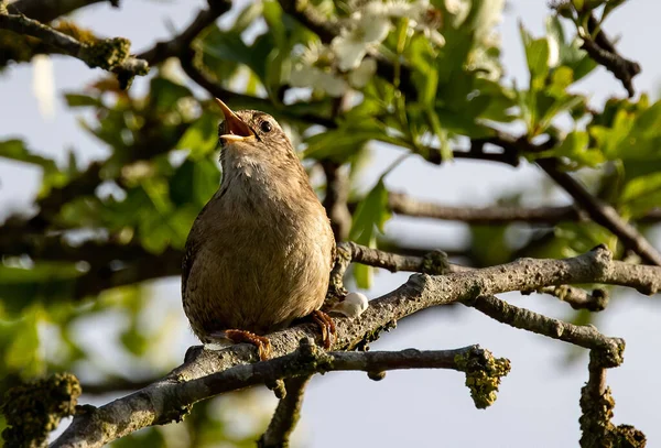 Primer Plano Wren Sentado Una Rama Árbol — Foto de Stock