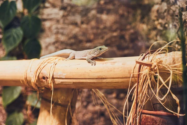 Lagarto Gecko Uma Cerca Madeira — Fotografia de Stock