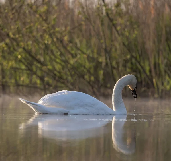 Tiro Foco Seletivo Cisne Gracioso Flutuando Lago — Fotografia de Stock