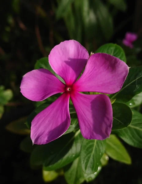 Vertikal Närbild Skott Blommande Rosa Himalaya Balsam Blomma — Stockfoto