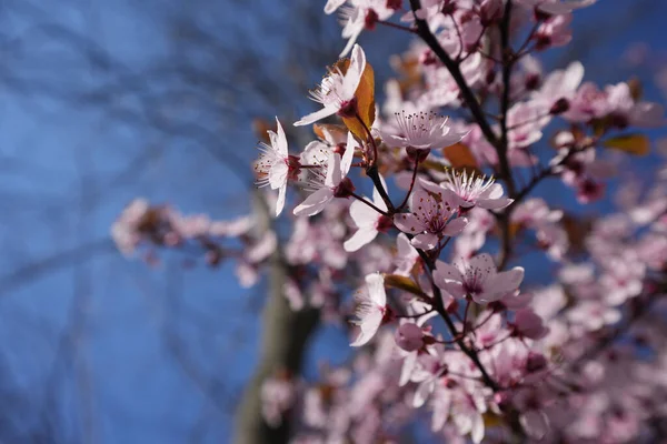 Kirschblüte Frühjahr Detailliert — Stockfoto