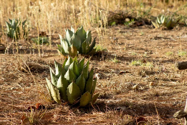 Maximiliana Agave Plants Jalisco Mexico — Stock Photo, Image