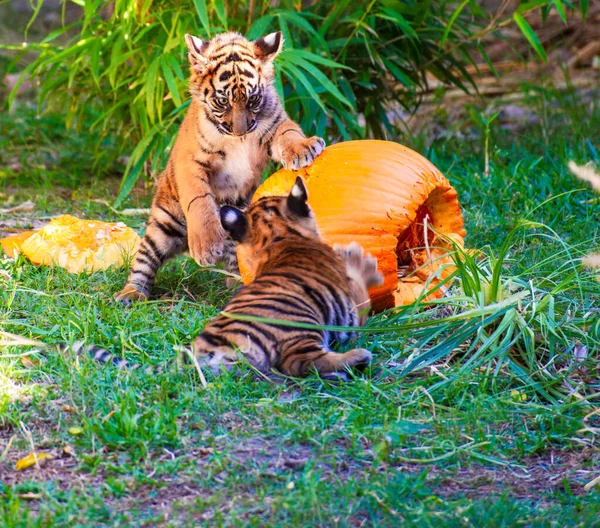 Małe Tygrysy Bawiące Się Wielką Dynią Trawie Zoo — Zdjęcie stockowe
