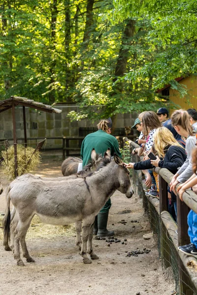 Groupe Visiteurs Regardant Des Ânes Dans Zoo Poznan Pologne — Photo