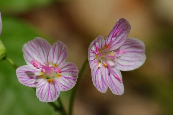 Eine Nahaufnahme Von Virginia Frühlingsblumen — Stockfoto