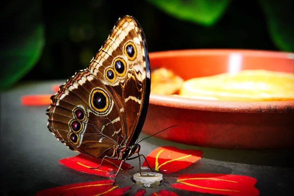 Mariposas Sobre Hermosas Plantas Mientras Permanecen Bajo Sol —  Fotos de Stock