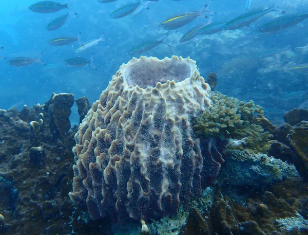 Closeup Shot Tropical Coral Exotic Fish Underwater — Stock Photo, Image