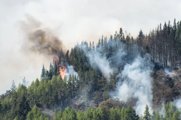 Fumée Les Flammes Élèvent Une Forêt Pins Feu Par Une — Photo