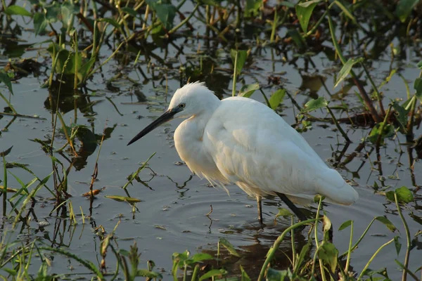 Primer Plano Una Hermosa Gran Garza Cerca Del Agua —  Fotos de Stock