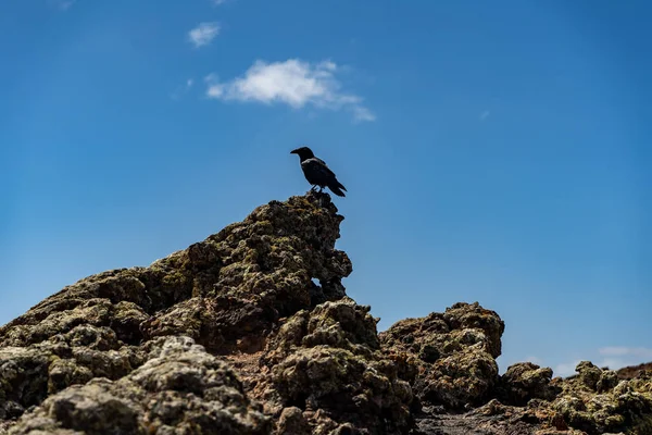 Corvo Num Penhasco Rochoso Fuerteventura — Fotografia de Stock