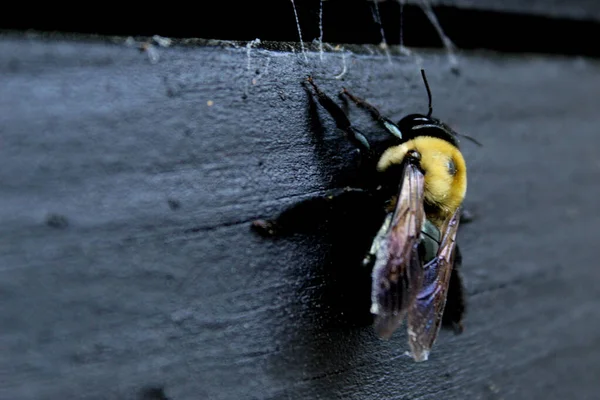 一只蜜蜂栖息在黑色木制表面上的宏观照片 — 图库照片
