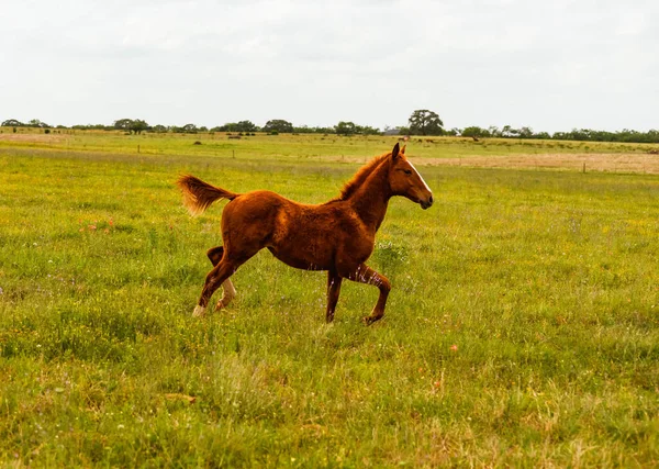 Small Horse Running Big Green Landscape Cloudy Sky — Stock Photo, Image