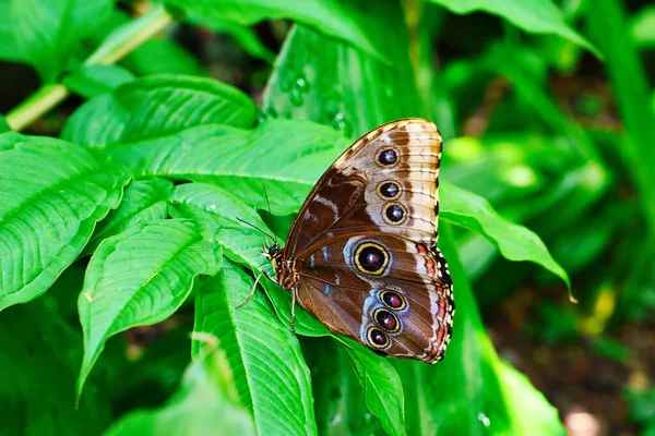 Schmetterlinge Schönen Pflanzen Während Sie Der Sonne Verweilen — Stockfoto