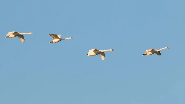 Bando Guindastes Voando Céu — Fotografia de Stock