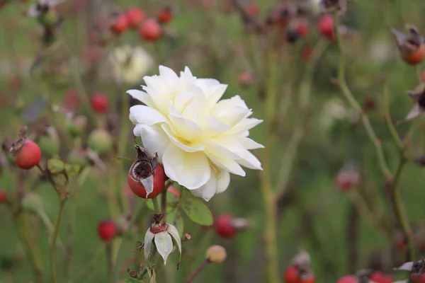 Cama Jardín Con Flor Rosa Blanca Entre Rosa Mosqueta Cama — Foto de Stock