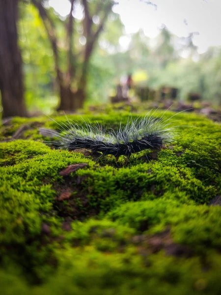 Yosunlu bir kayanın üzerinde sürünen tüylü bir tırtılın dikey görüntüsü.