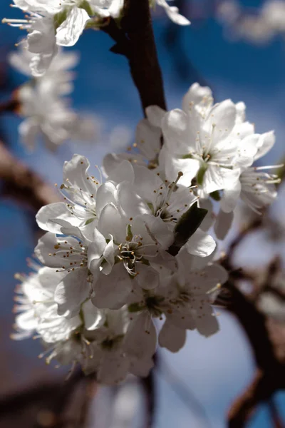 Ένα Κάθετο Κοντινό Πλάνο Ανθισμένα Λευκά Άνθη Κερασιάς — Φωτογραφία Αρχείου