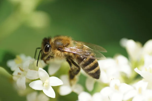 Makroaufnahme Einer Honigbiene Auf Ligusterblüten Details Vor Weiß Grünem Farbenspiel — Stockfoto